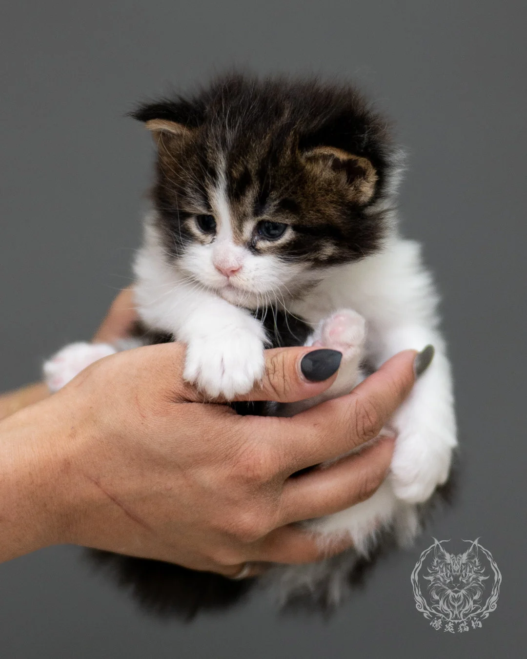 棕虎斑緬因貓 Brown Tabby Maine Coon 4weeks Record 1