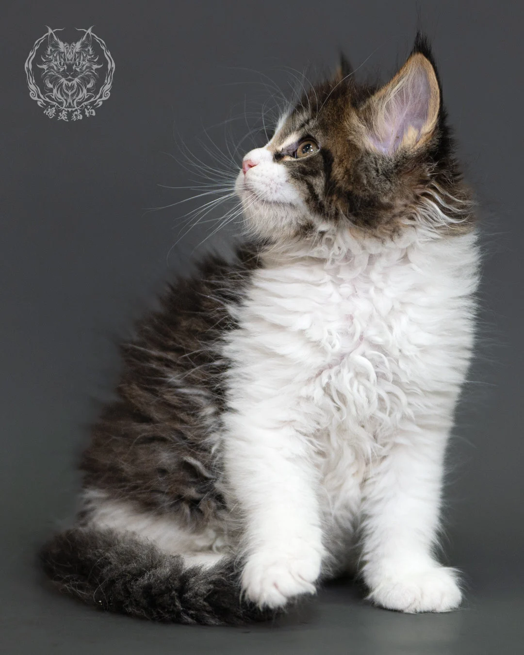 棕虎斑緬因貓 Brown Tabby Maine Coon 2months Cattery Taichung 13