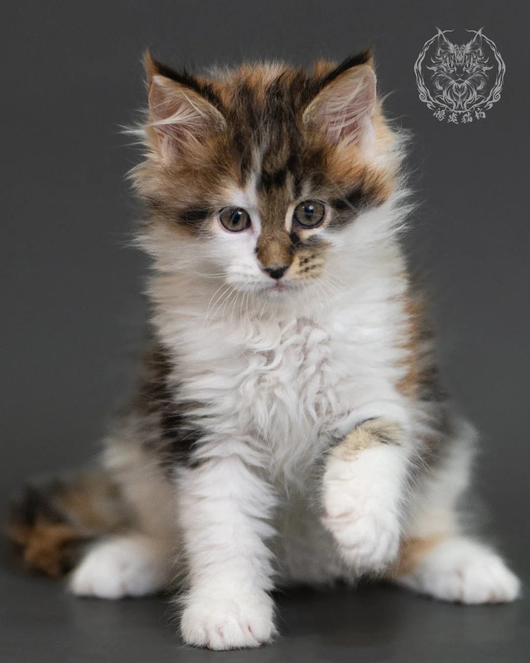 棕虎斑緬因貓(三花) Brown Tabby Calico Maine Coon 2months Cattery Taichung 6