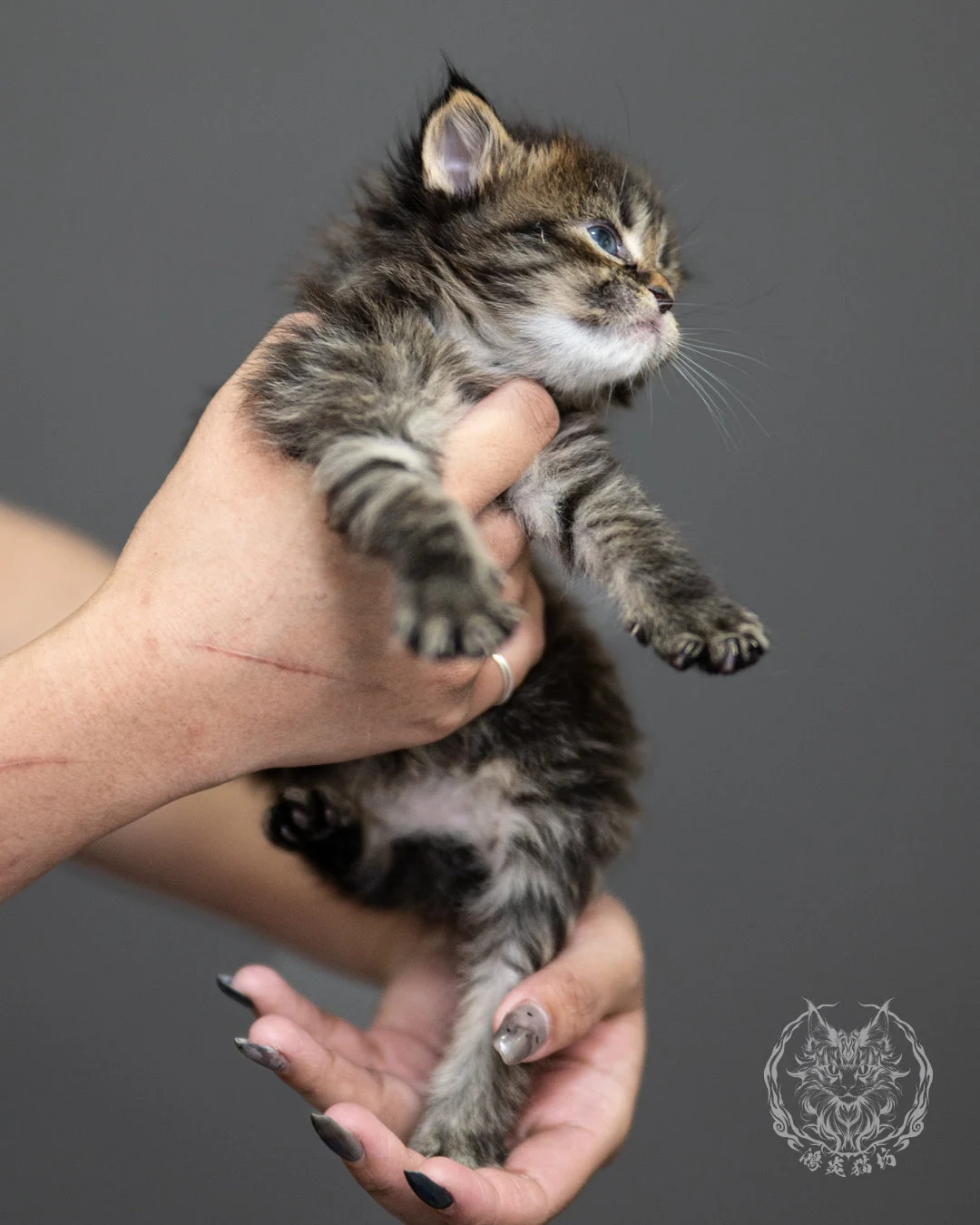 棕虎斑緬因貓 Brown Tabby Maine Coon 4weeks Side 7
