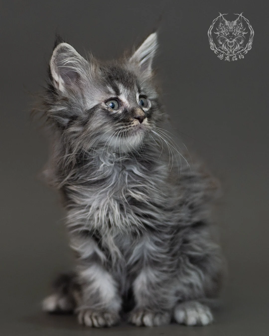藍銀虎斑緬因貓 Blue Silver Tabby Maine Coon 2months Cattery Taichung 4