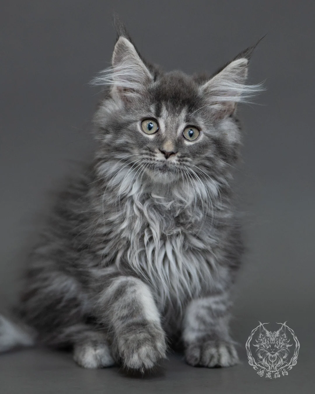 藍銀虎斑緬因貓 Blue Silver Tabby Maine Coon 3months Cattery Taichung 17