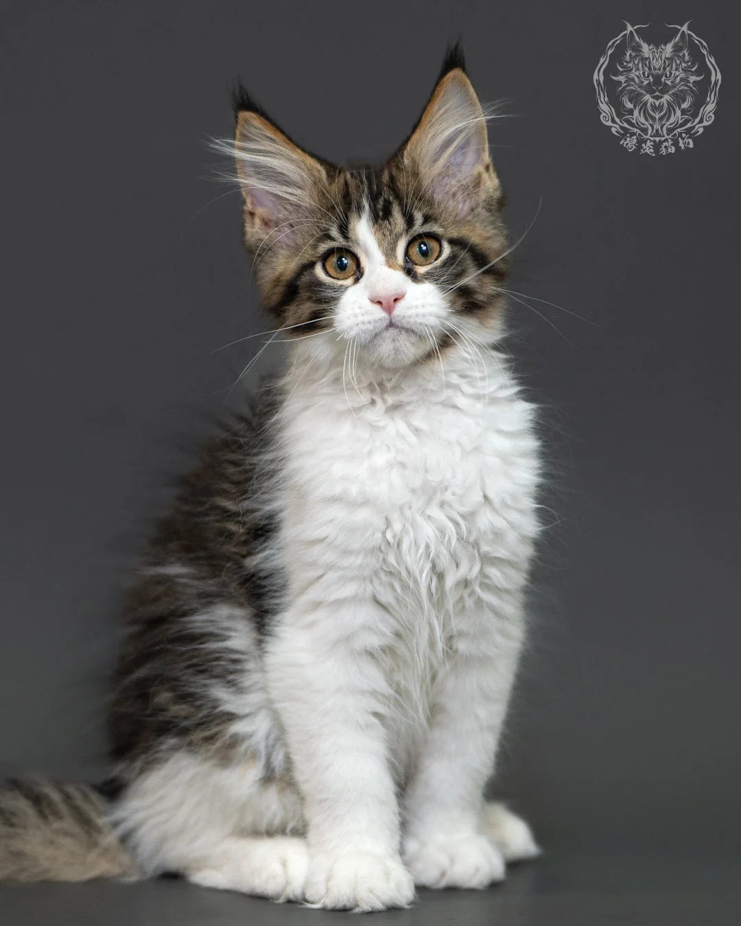 棕虎斑緬因貓 3個月紀錄 Brown Tabby Maine Coon Kitten 3months 11
