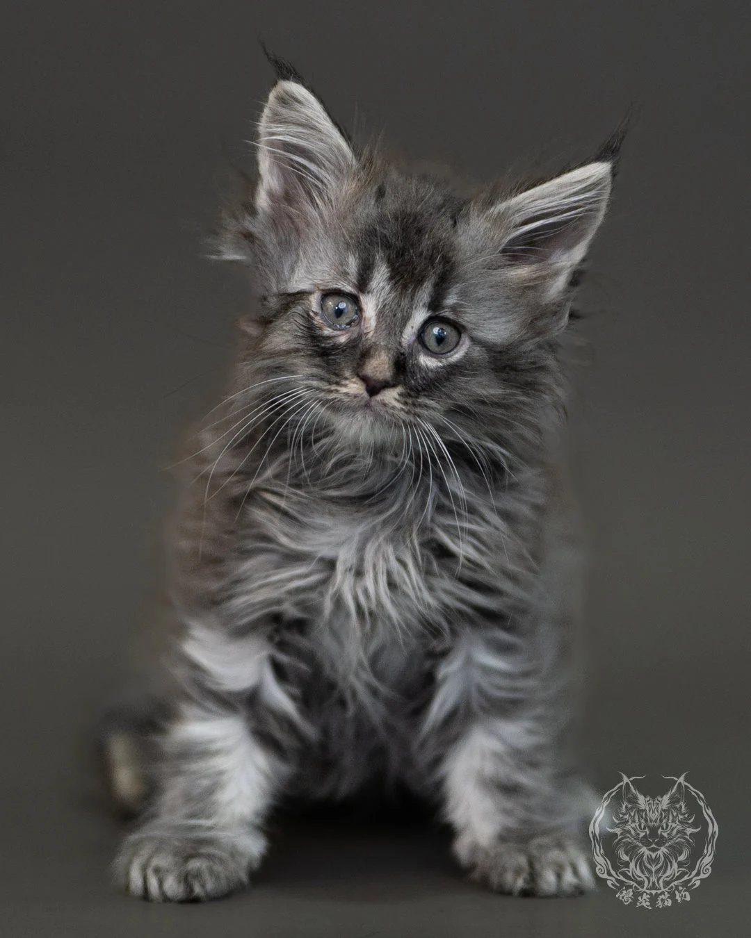 藍銀虎斑緬因貓 Blue Silver Tabby Maine Coon 2months Cattery Taichung 3