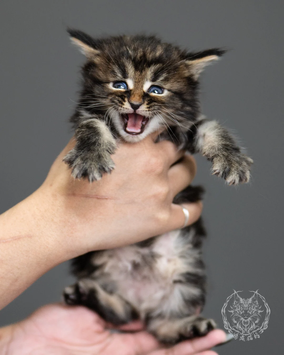 棕虎斑緬因貓 Brown Tabby Maine Coon 4weeks Side 6