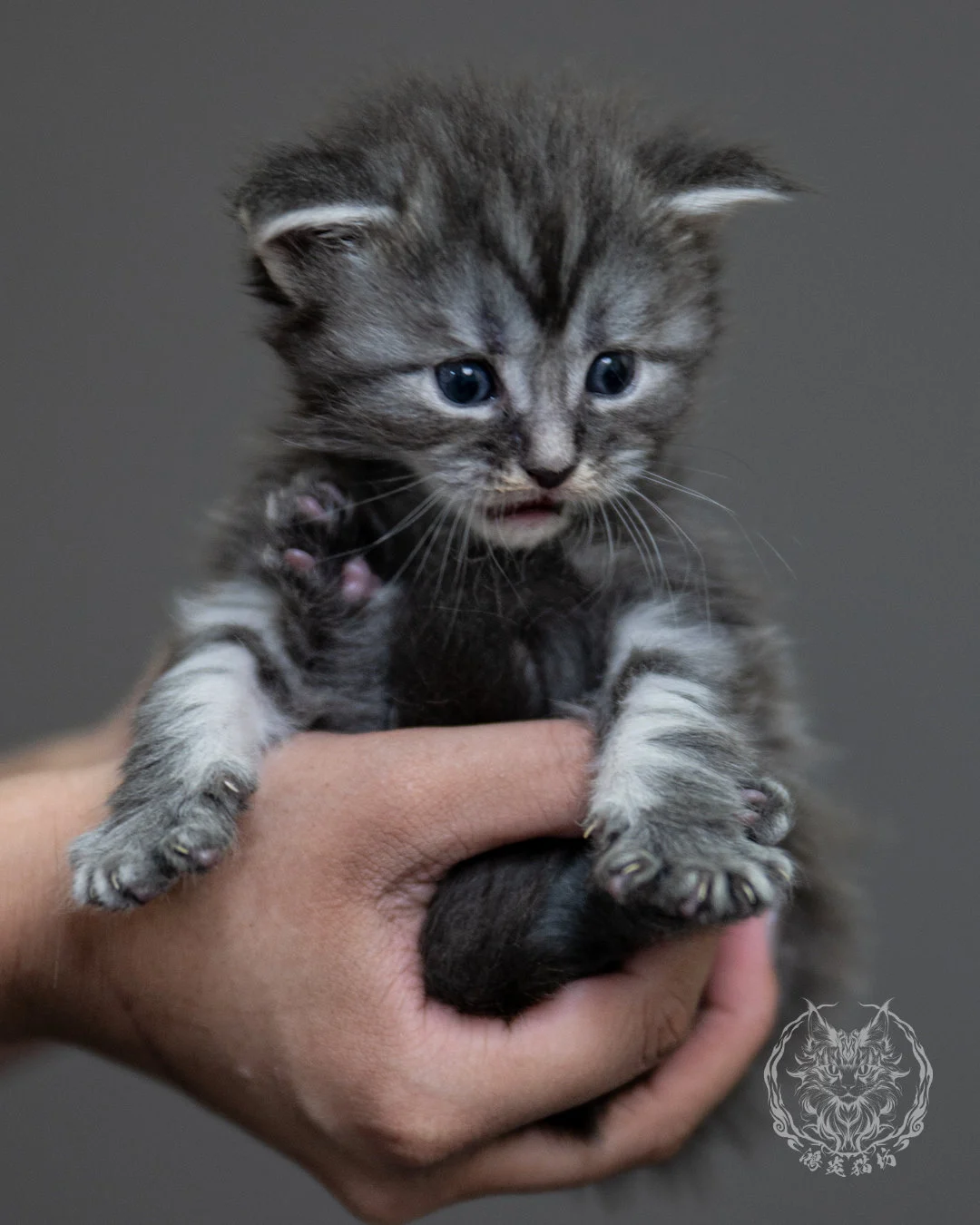 藍銀虎斑緬因貓 Blue Silver Tabby Maine Coon 4weeks Holding 5