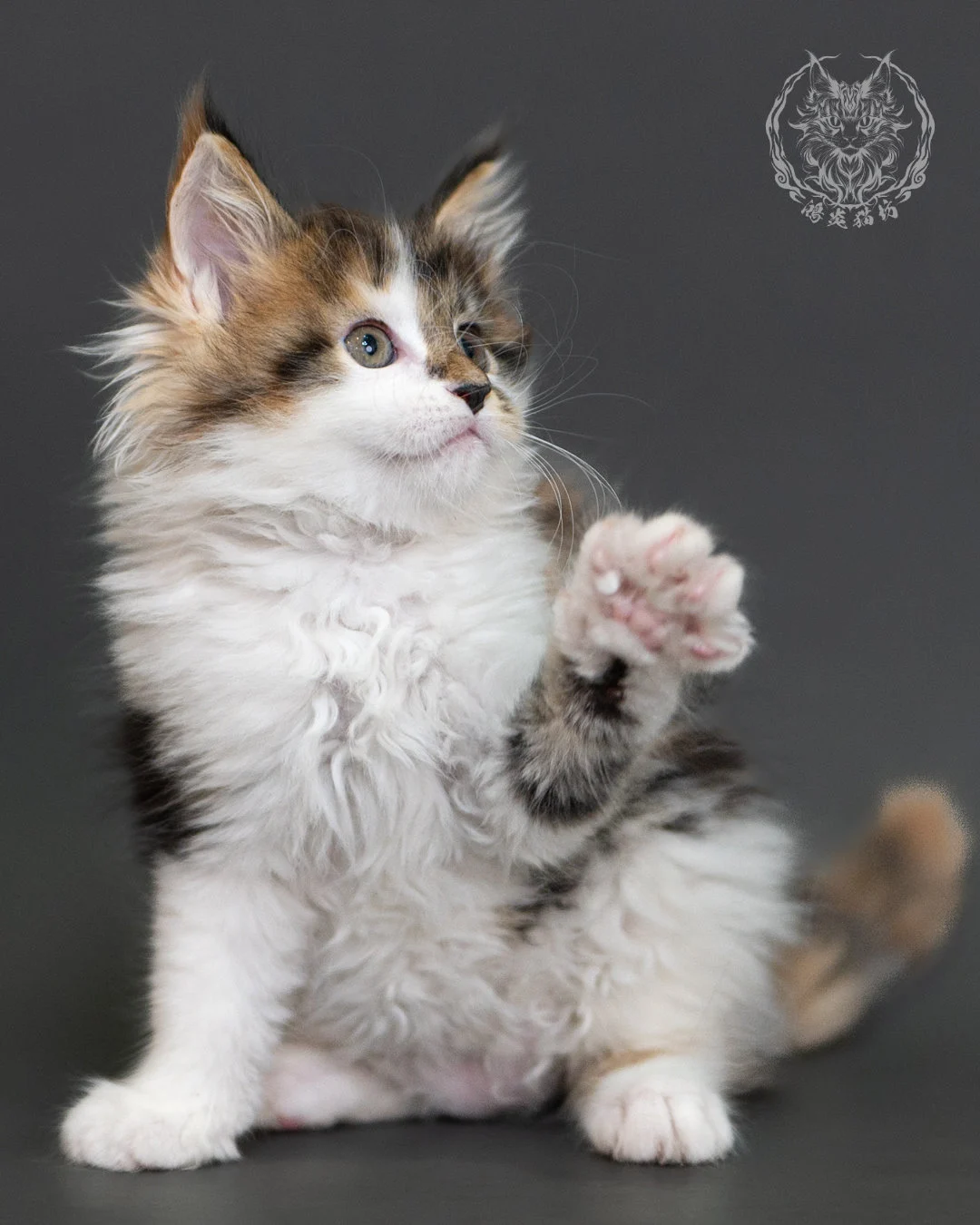 棕虎斑緬因貓(三花) Brown Tabby Calico Maine Coon 2months Cattery Taichung 3