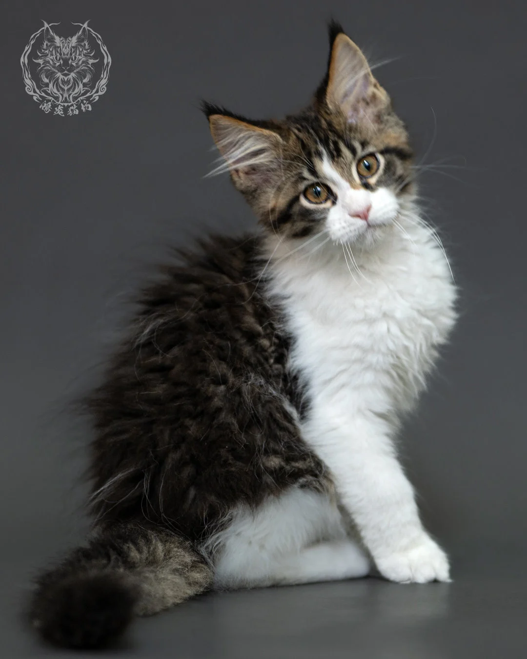 棕虎斑緬因貓 3個月紀錄 Brown Tabby Maine Coon Kitten 3months 7