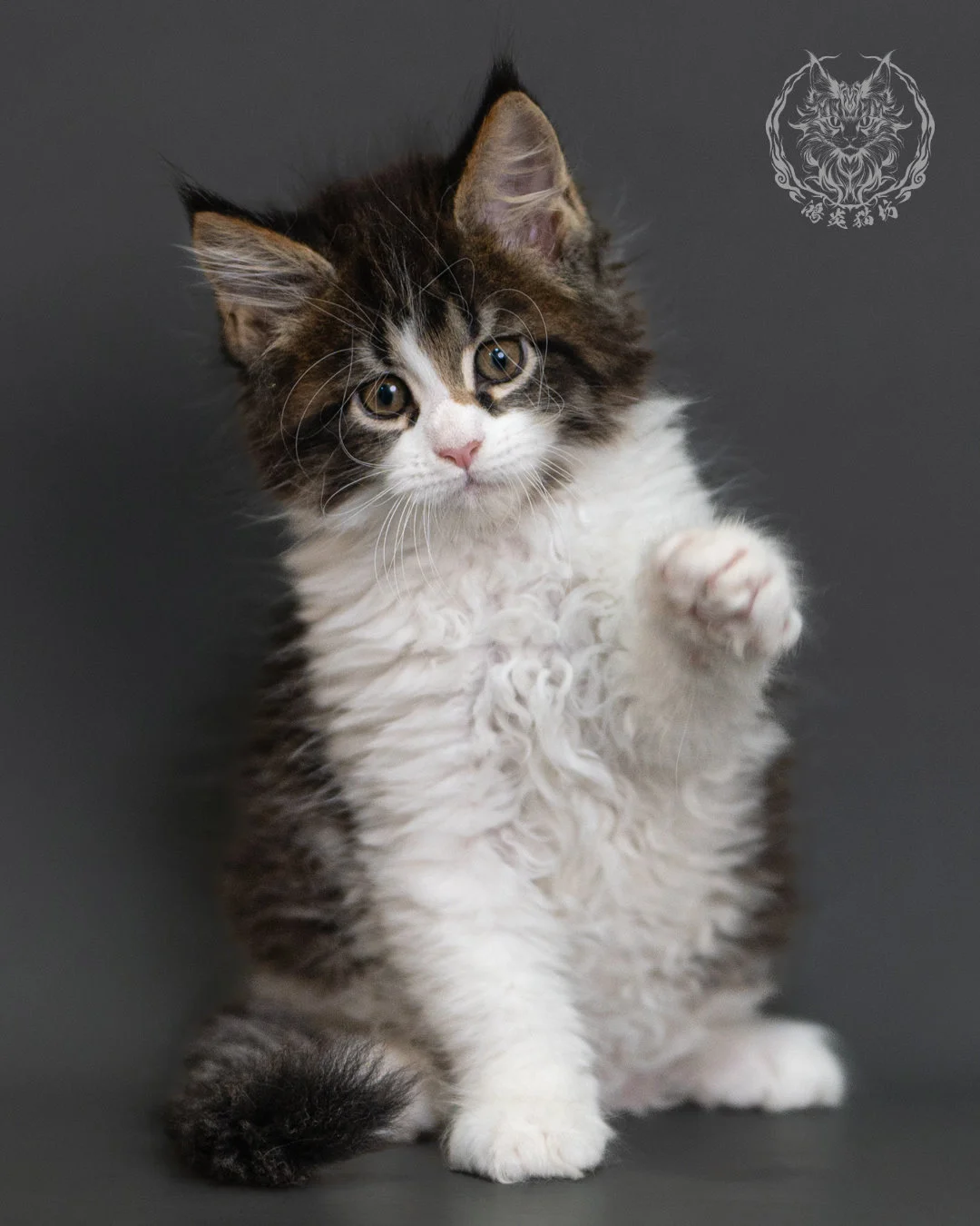 棕虎斑緬因貓 Brown Tabby Maine Coon 2months Cattery Taichung 6