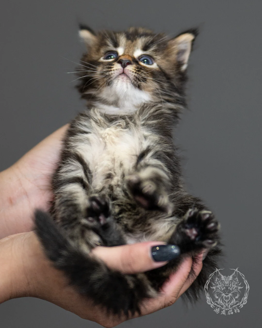 棕虎斑緬因貓 Brown Tabby Maine Coon 4weeks Side 1