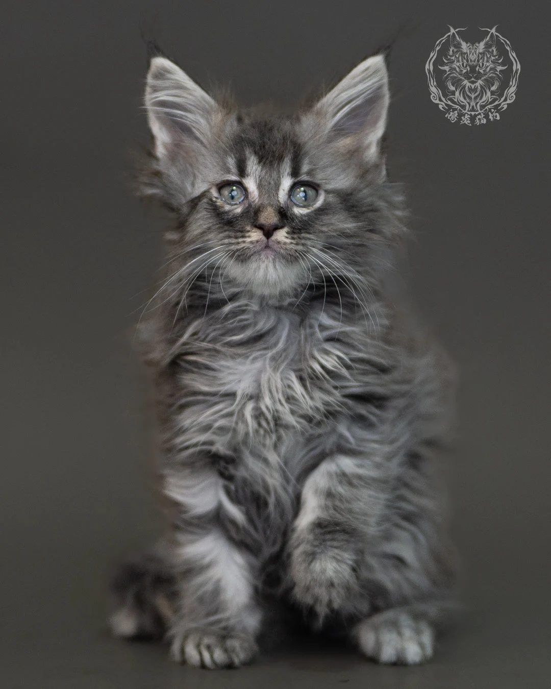 藍銀虎斑緬因貓 Blue Silver Tabby Maine Coon 2months Cattery Taichung 7