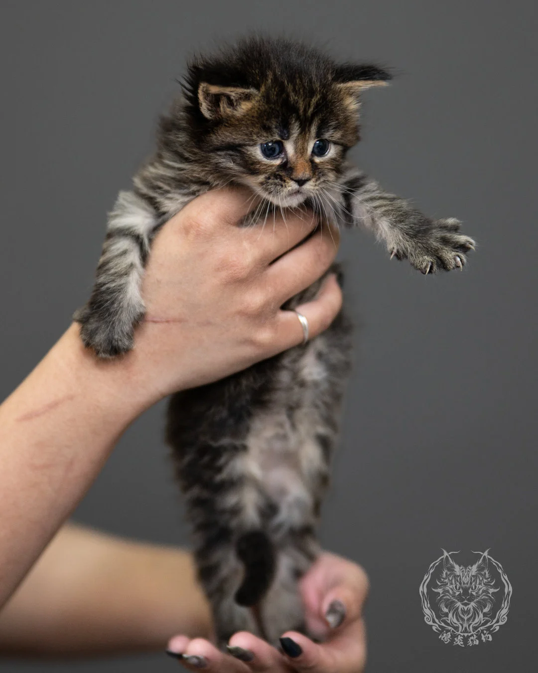 棕虎斑緬因貓 Brown Tabby Maine Coon 4weeks Side 11