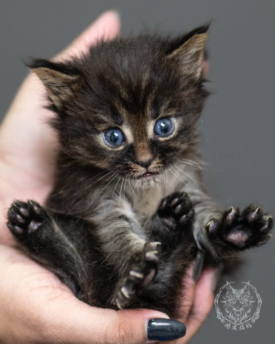 棕虎斑緬因貓 Brown Tabby Maine Coon 4weeks Side 1