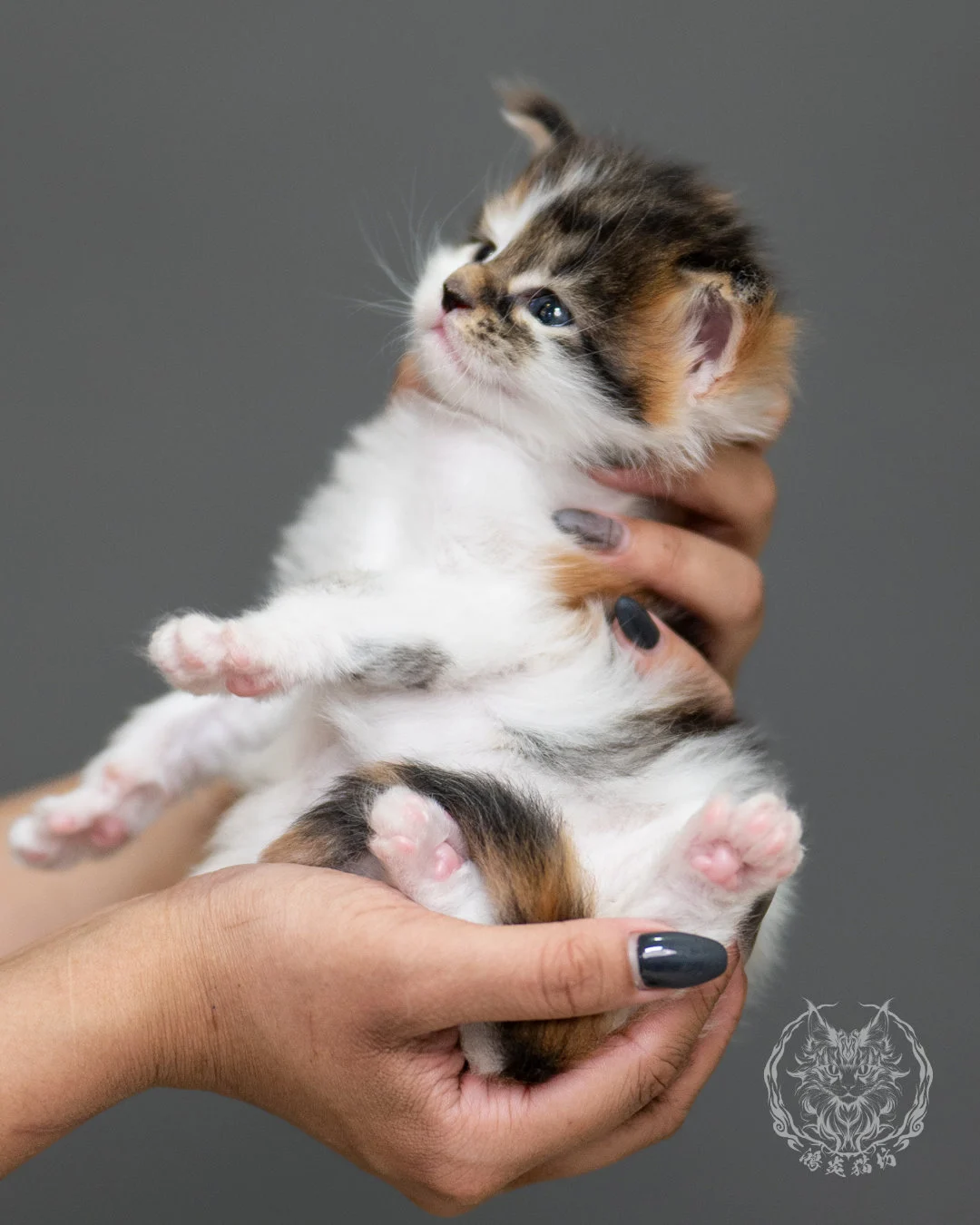棕虎斑緬因貓(三花) Calico Maine Coon 4weeks Record 3