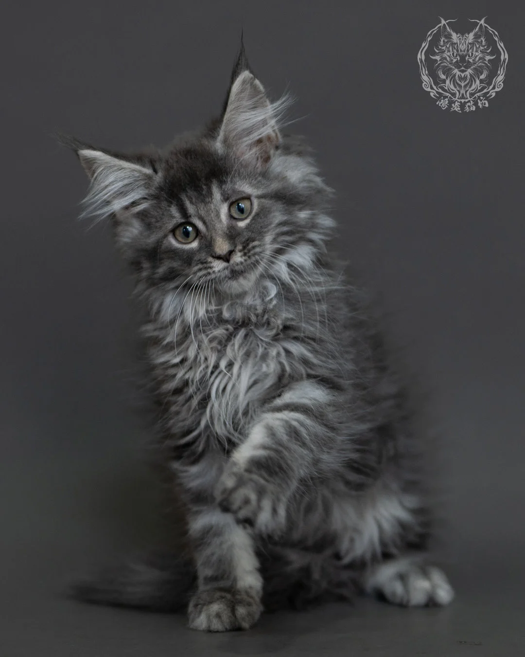 藍銀虎斑緬因貓 Blue Silver Tabby Maine Coon 3months Cattery Taichung 4