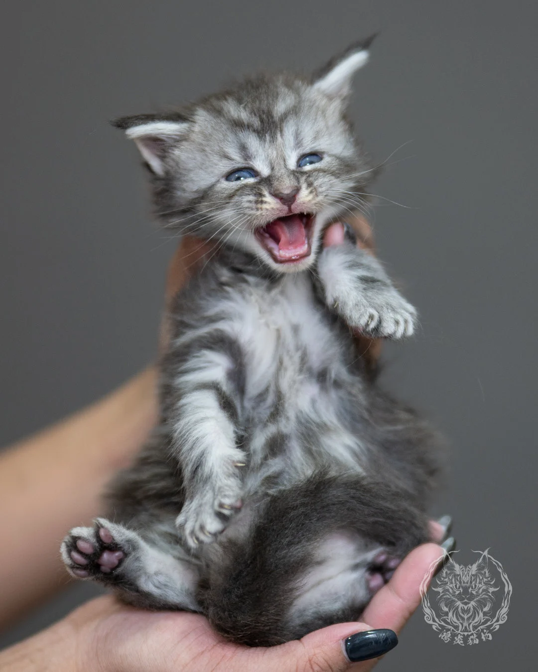 藍銀虎斑緬因貓 Blue Silver Tabby Maine Coon 4weeks Holding 7