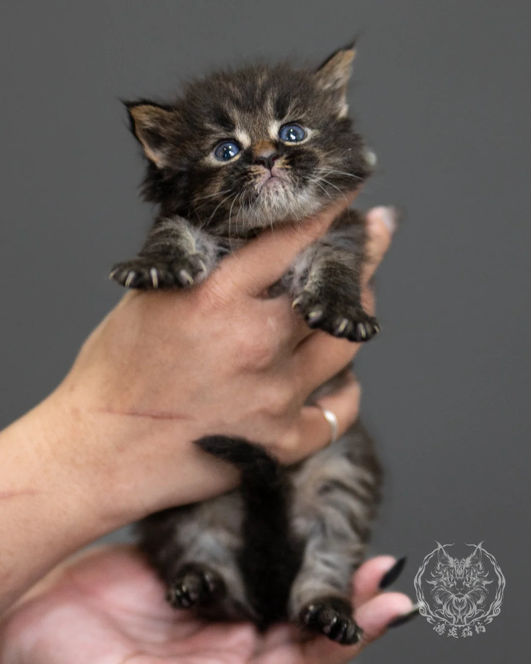 棕虎斑緬因貓 Brown Tabby Maine Coon 4weeks Side 4
