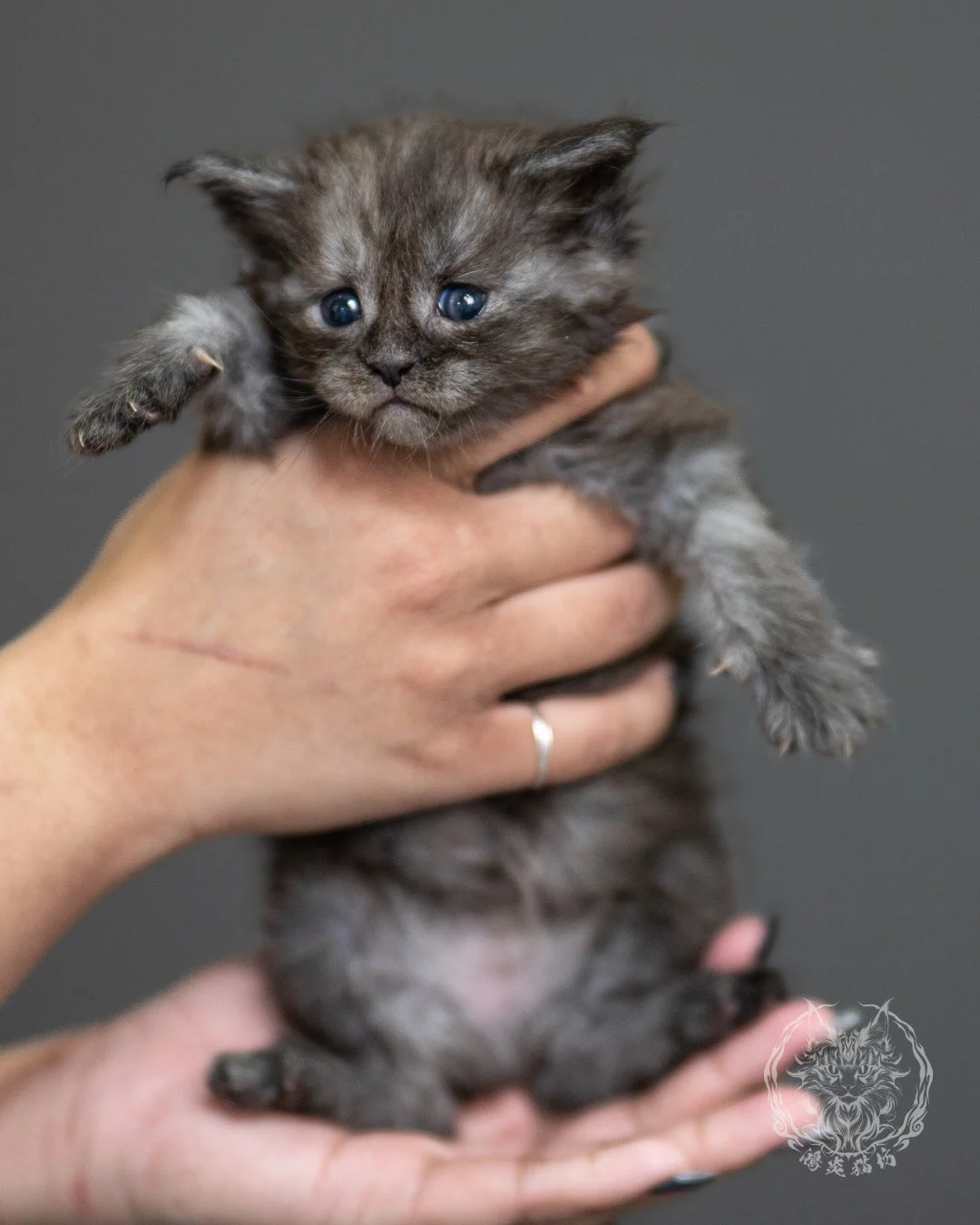 黑煙燻緬因貓 Black Smoke Maine Coon 4weeks Standing 4