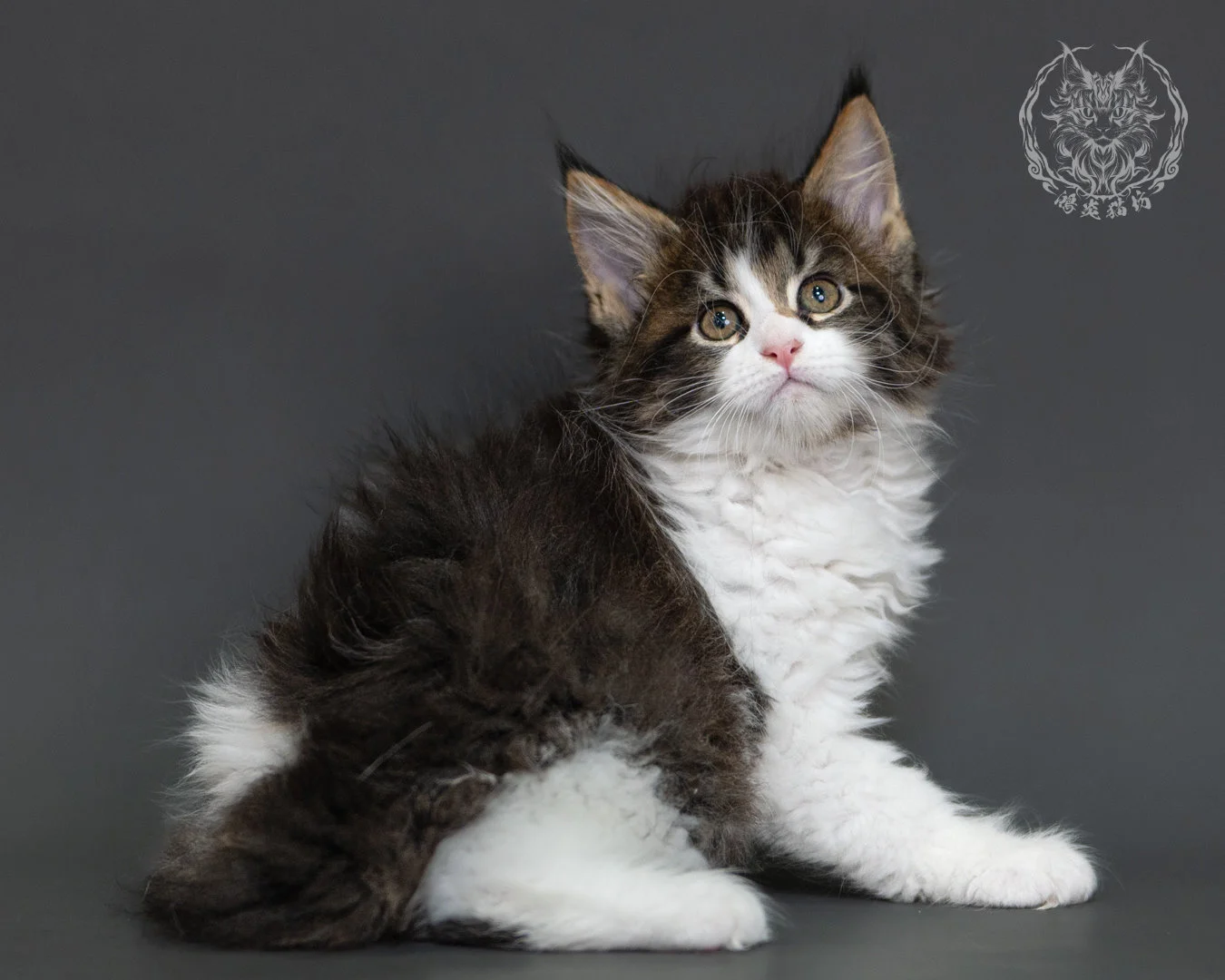 棕虎斑緬因貓 Brown Tabby Maine Coon 2months Cattery Taichung 15