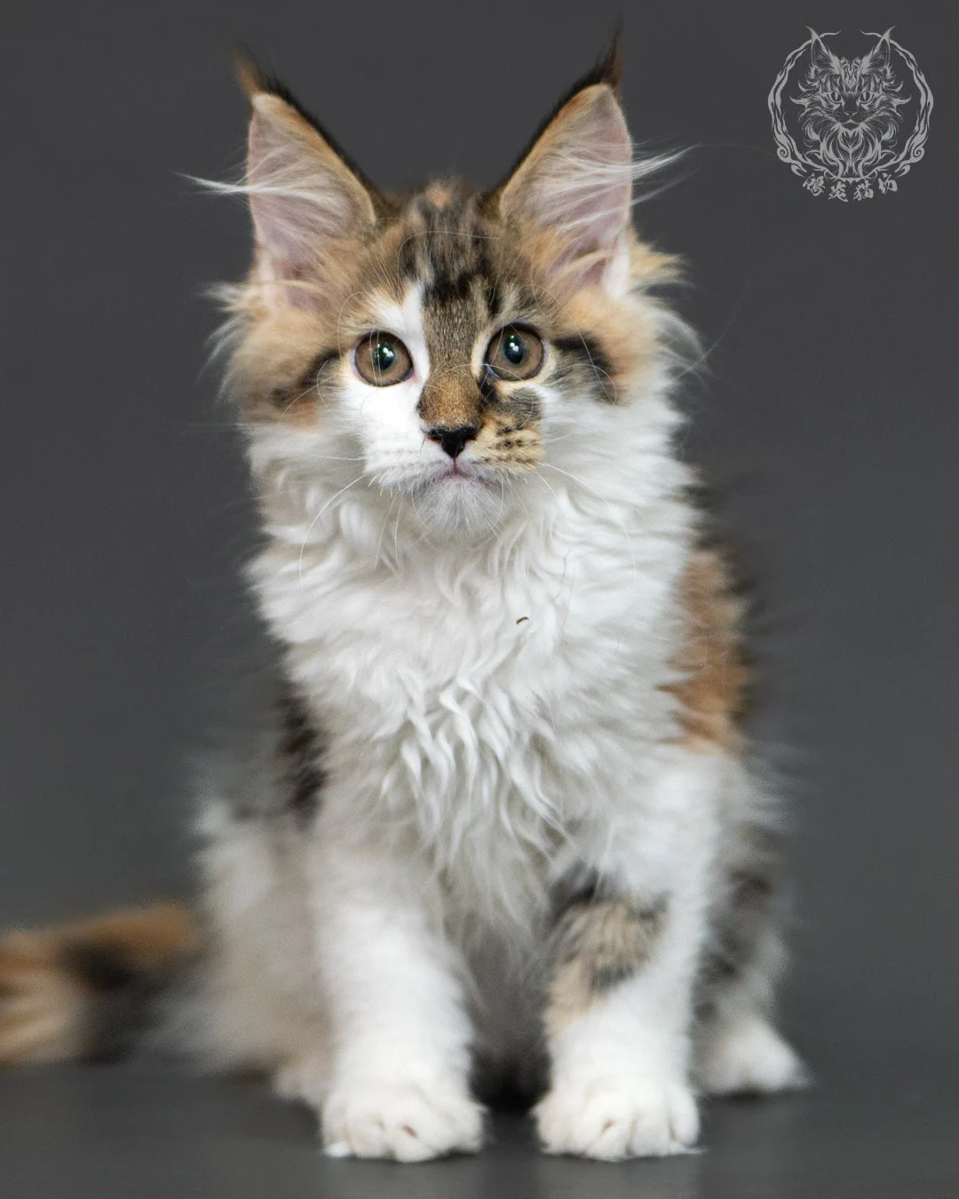 三花緬因貓 3個月紀錄 Calico Maine Coon Kitten 3months 4