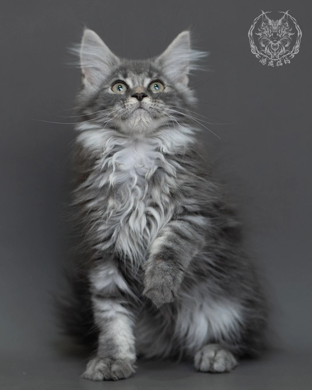 藍銀虎斑緬因貓 Blue Silver Tabby Maine Coon 3months Cattery Taichung 15