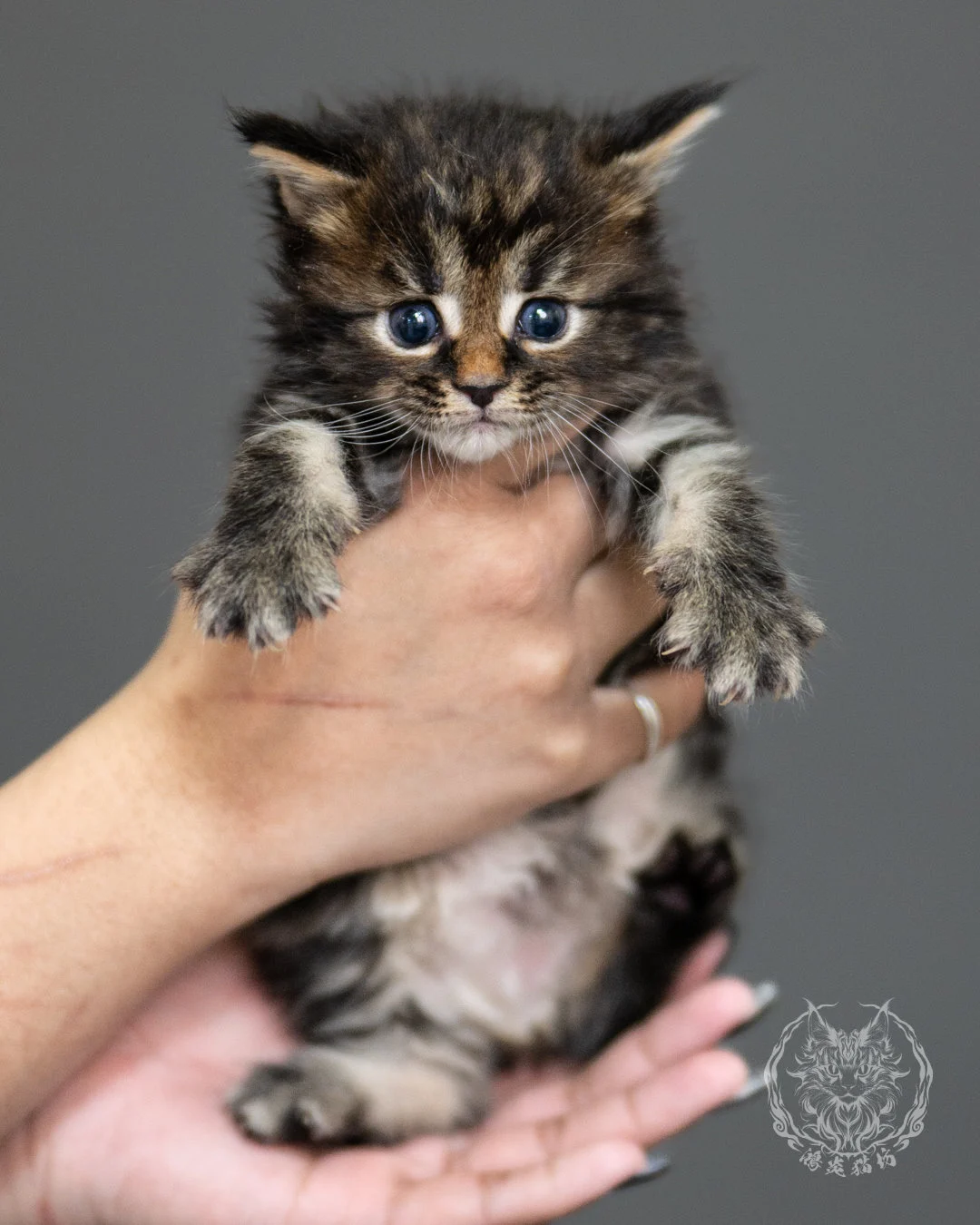 棕虎斑緬因貓 Brown Tabby Maine Coon 4weeks Side 9