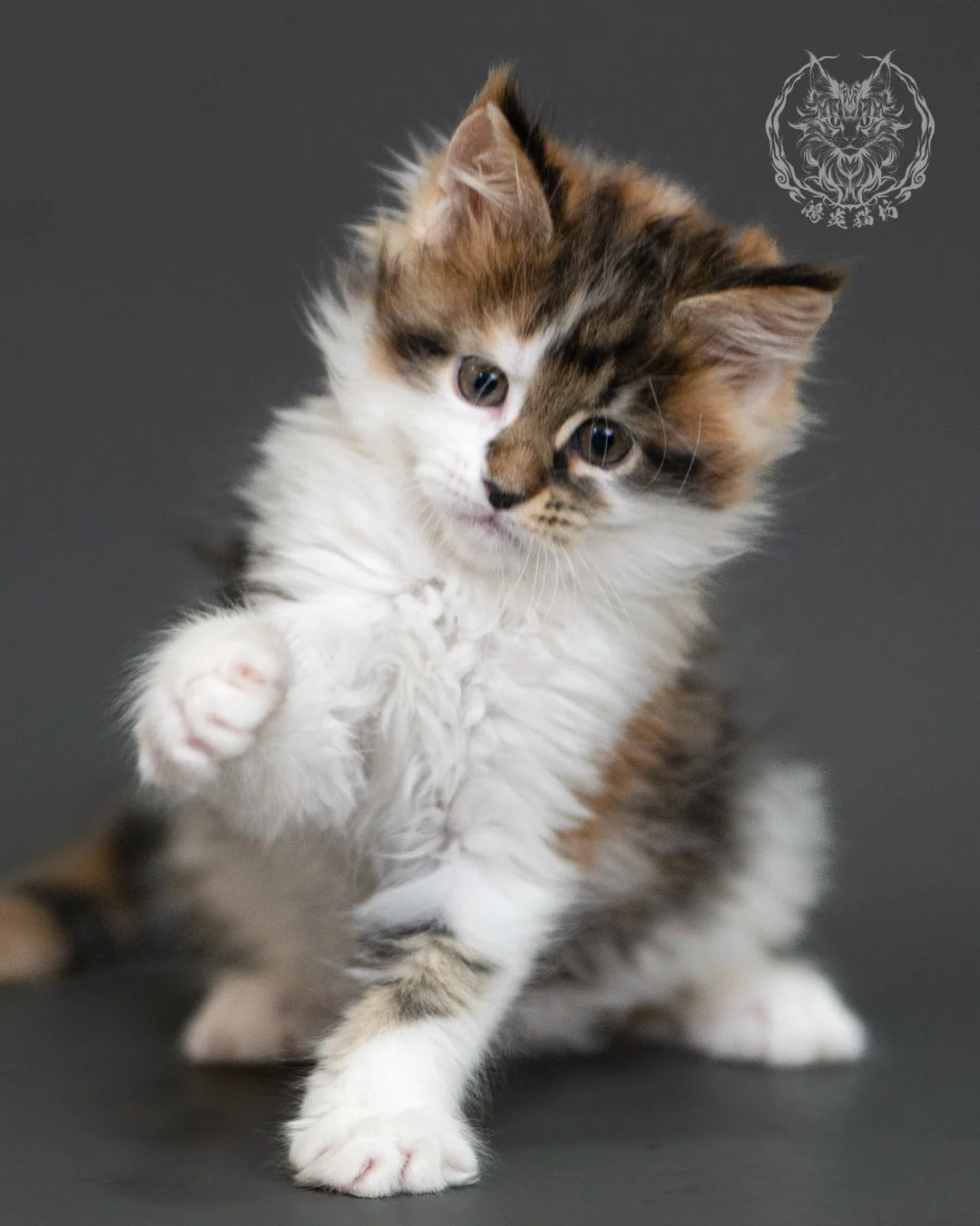 棕虎斑緬因貓(三花) Brown Tabby Calico Maine Coon 2months Cattery Taichung 9