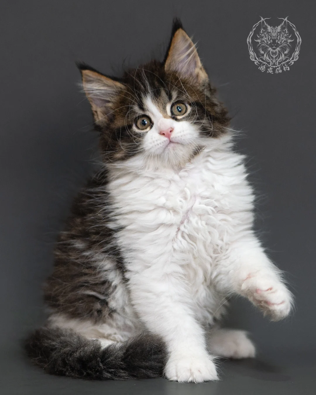 棕虎斑緬因貓 Brown Tabby Maine Coon 2months Cattery Taichung 11