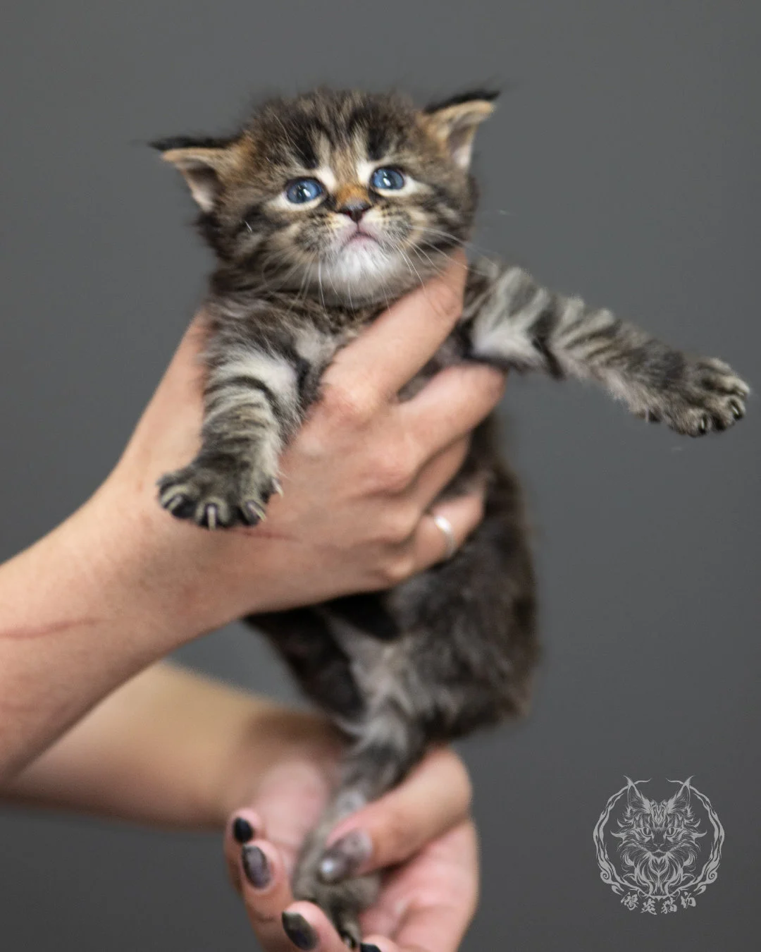 棕虎斑緬因貓 Brown Tabby Maine Coon 4weeks Side 9