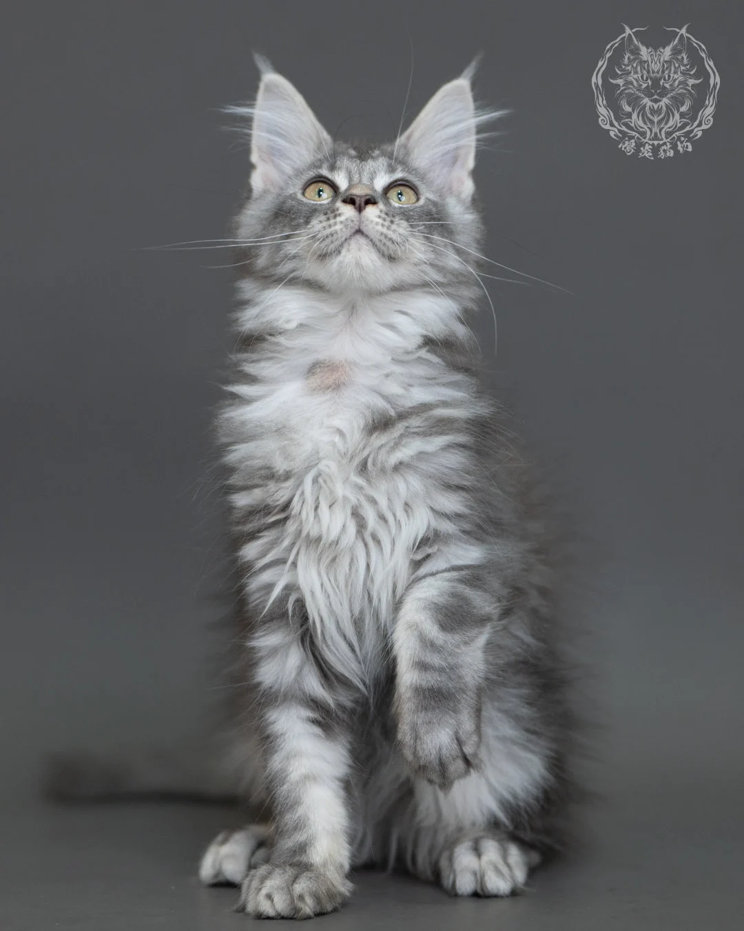藍銀虎斑緬因貓 Blue Silver Tabby Maine Coon 3months Cattery Taichung 6