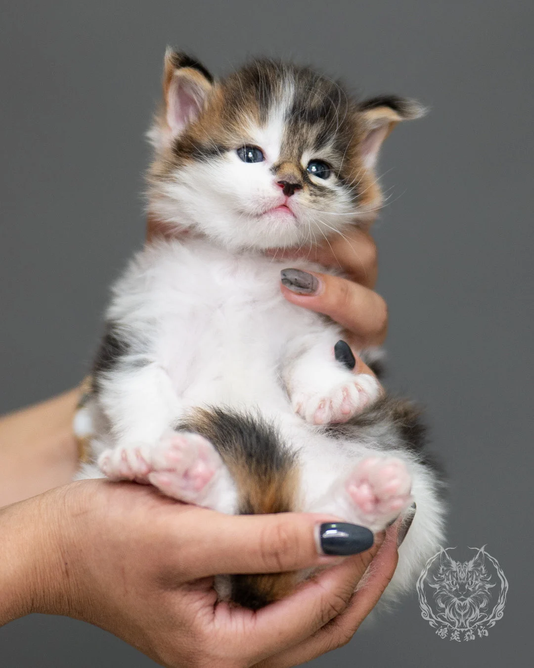 棕虎斑緬因貓(三花) Calico Maine Coon 4weeks Record 2