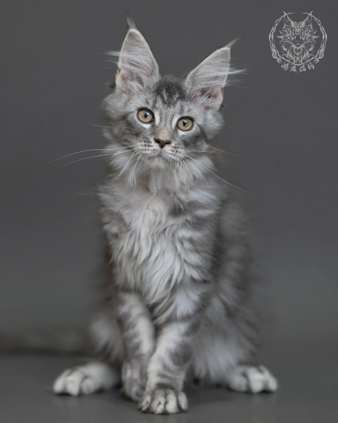 藍銀虎斑緬因貓 Blue Silver Tabby Maine Coon 3months Cattery Taichung 10