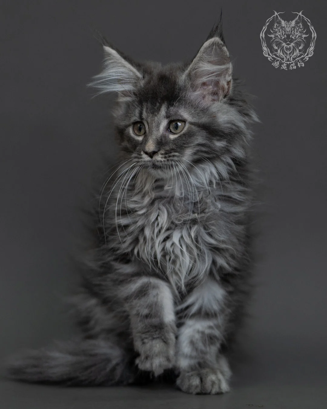 藍銀虎斑緬因貓 Blue Silver Tabby Maine Coon 3months Cattery Taichung 1