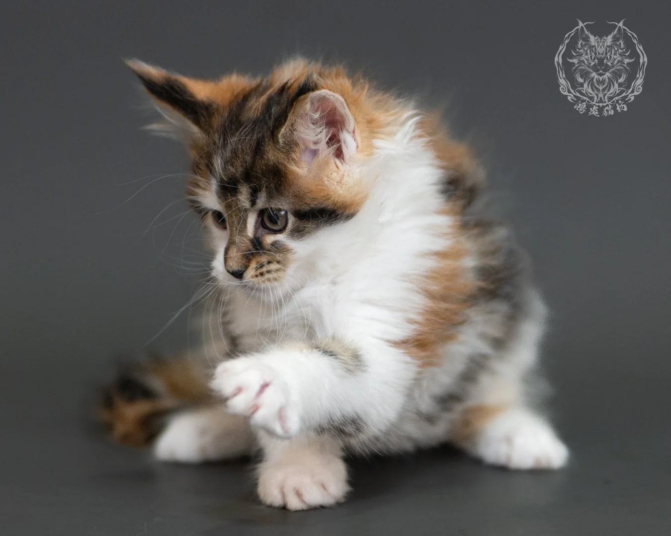 棕虎斑緬因貓(三花) Brown Tabby Calico Maine Coon 2months Cattery Taichung 15