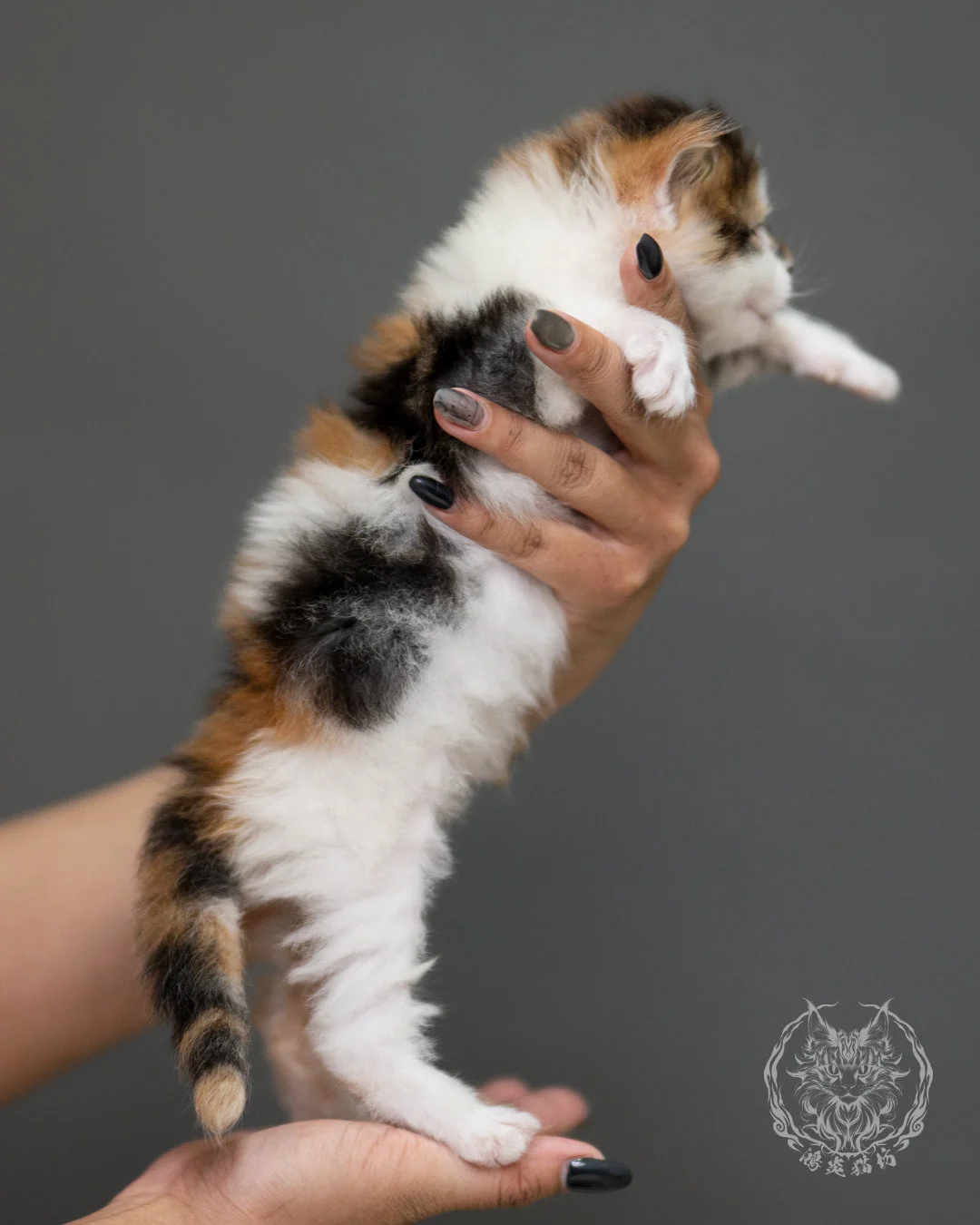 棕虎斑緬因貓(三花) Calico Maine Coon 4weeks Record 4