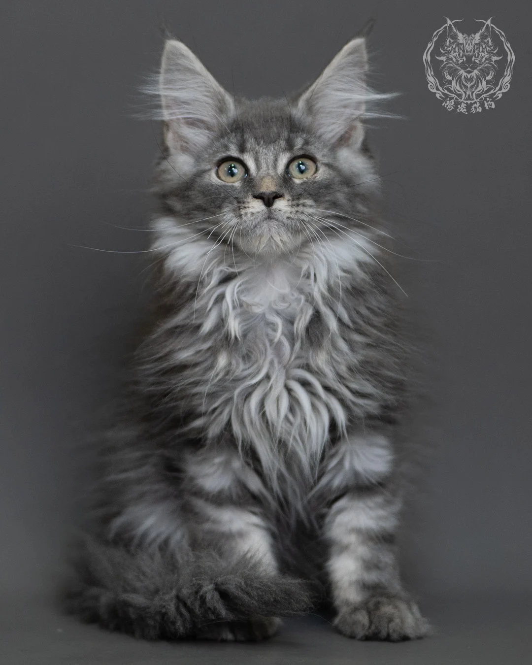 藍銀虎斑緬因貓 Blue Silver Tabby Maine Coon 3months Cattery Taichung 4