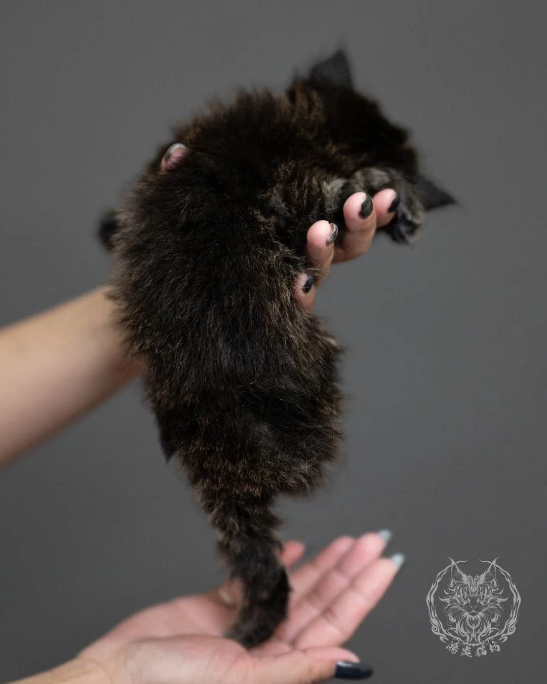棕虎斑緬因貓 Brown Tabby Maine Coon 4weeks Side 15