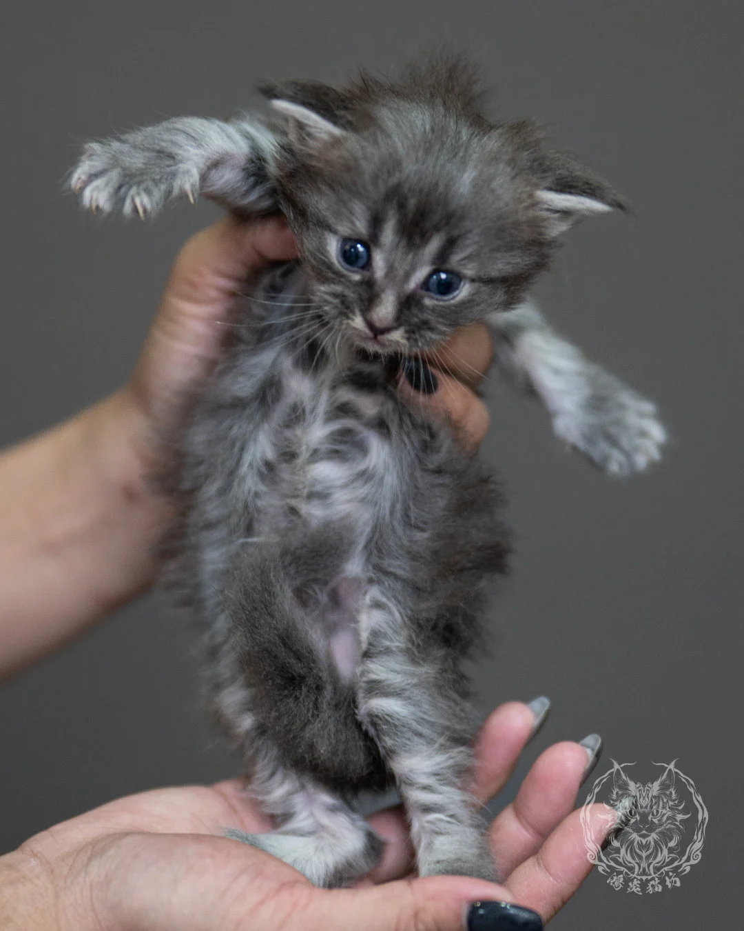 藍銀虎斑緬因貓 Blue Silver Tabby Maine Coon 4weeks Holding 6