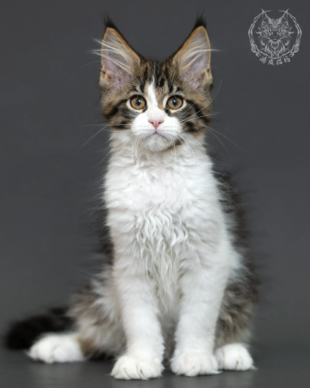 棕虎斑緬因貓 3個月紀錄 Brown Tabby Maine Coon Kitten 3months 15