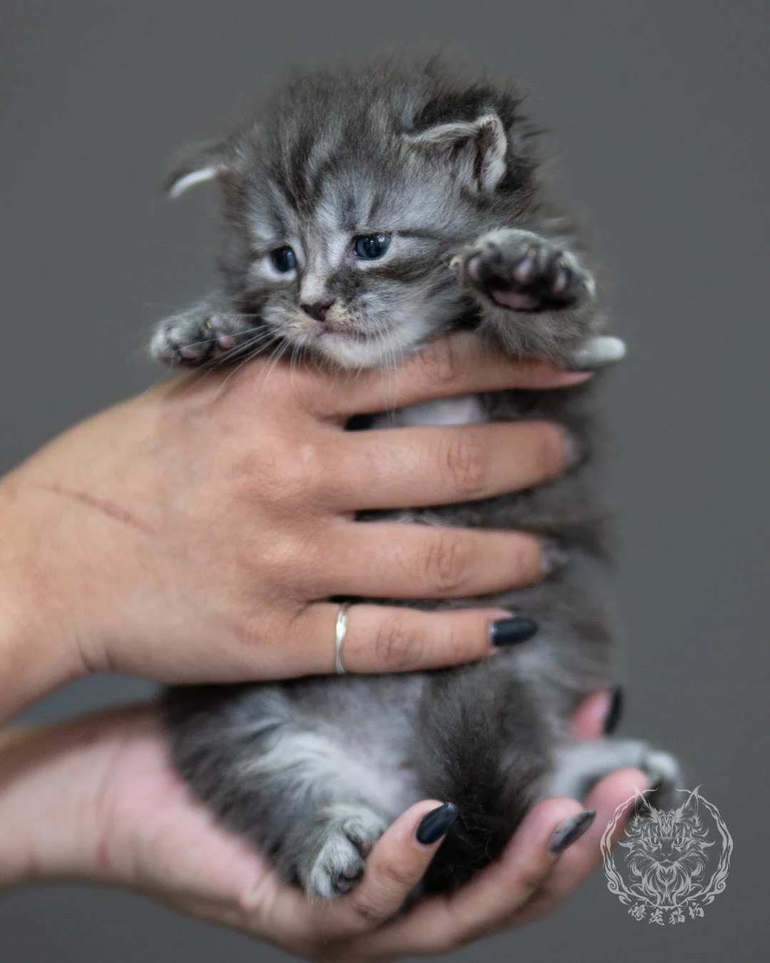 藍銀虎斑緬因貓 Blue Silver Tabby Maine Coon 4weeks Holding 10