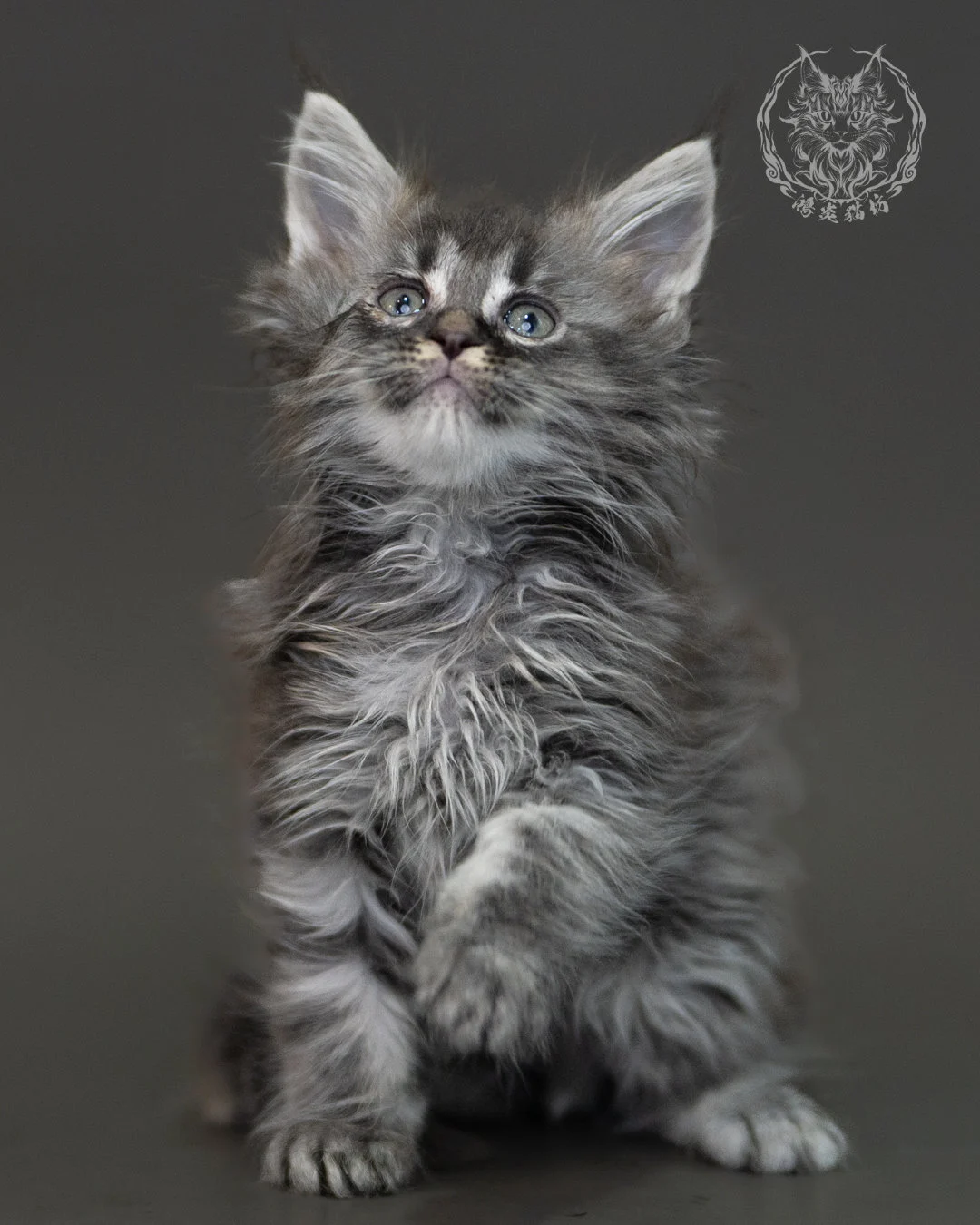 藍銀虎斑緬因貓 Blue Silver Tabby Maine Coon 2months Cattery Taichung 11