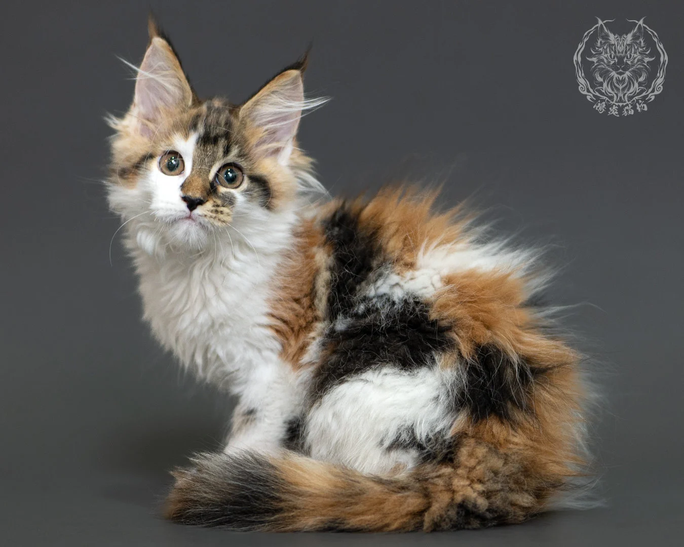 三花緬因貓 3個月紀錄 Calico Maine Coon Kitten 3months 12