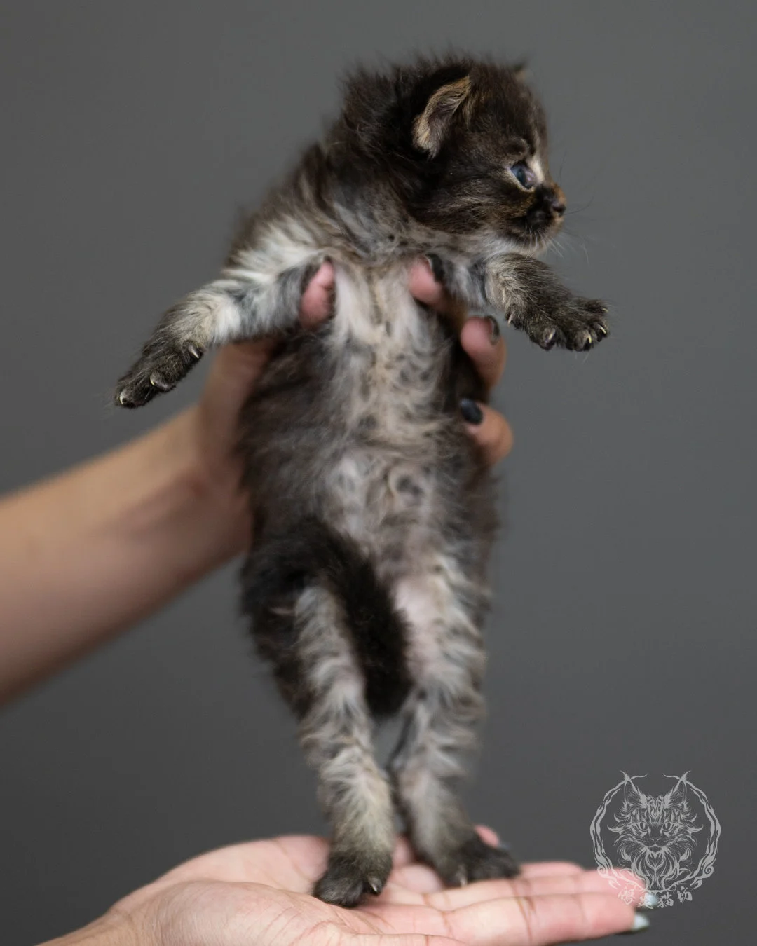 棕虎斑緬因貓 Brown Tabby Maine Coon 4weeks Side 9