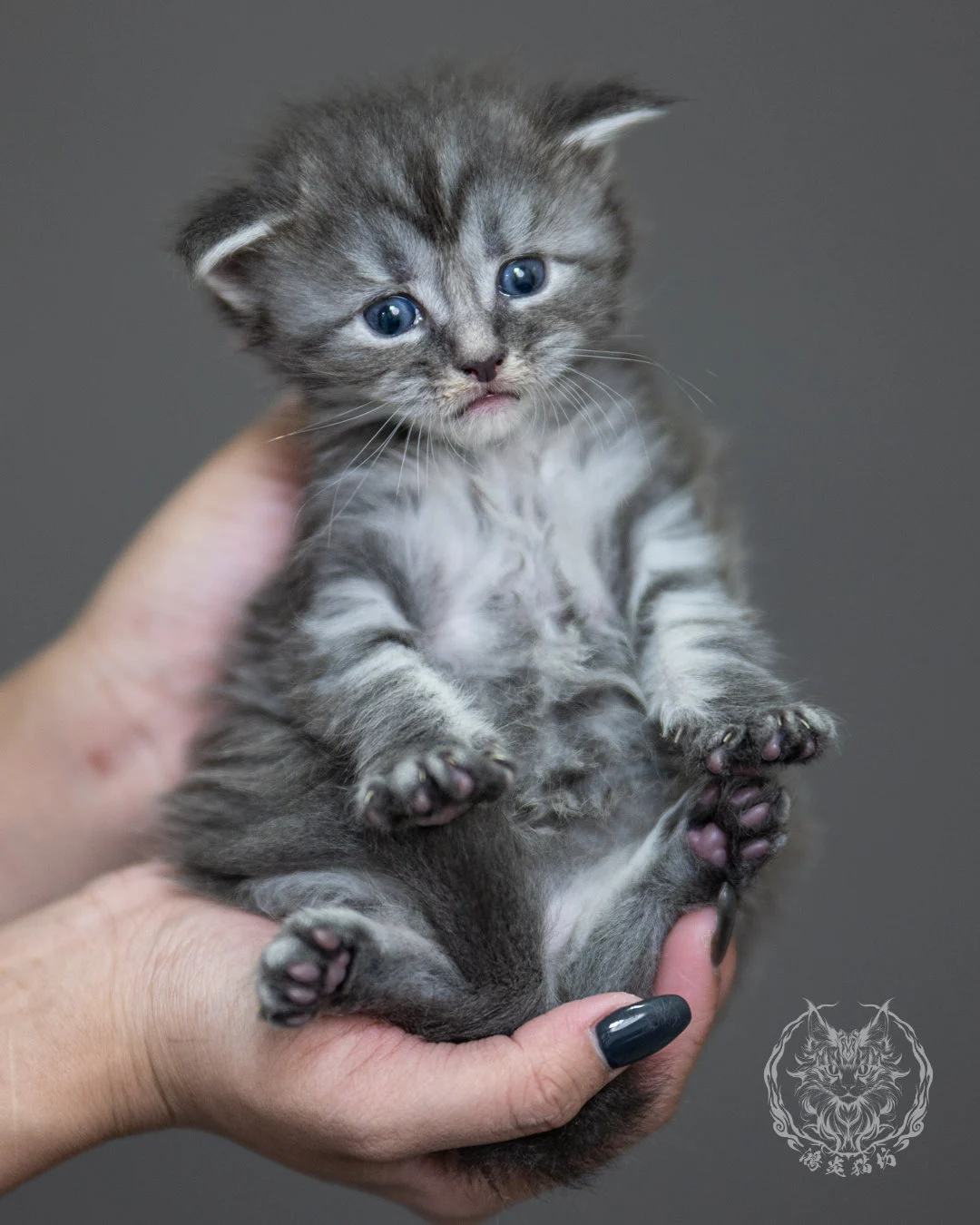 藍銀虎斑緬因貓 Blue Silver Tabby Maine Coon 4weeks Holding 8