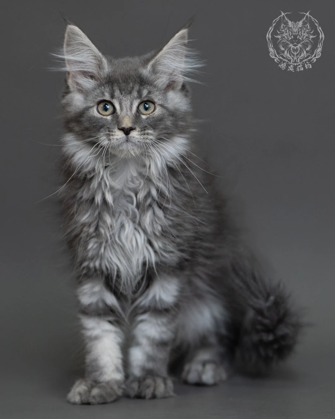 藍銀虎斑緬因貓 Blue Silver Tabby Maine Coon 3months Cattery Taichung 1