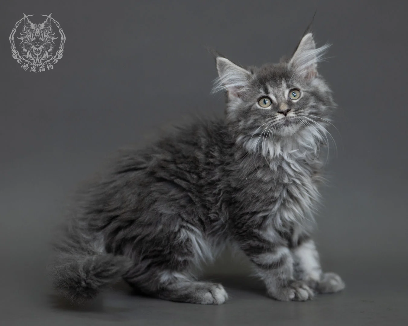 藍銀虎斑緬因貓 Blue Silver Tabby Maine Coon 3months Cattery Taichung 21