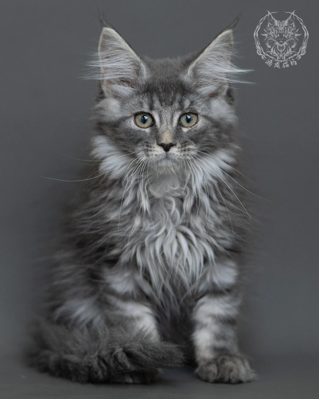 藍銀虎斑緬因貓 Blue Silver Tabby Maine Coon 3months Cattery Taichung 5
