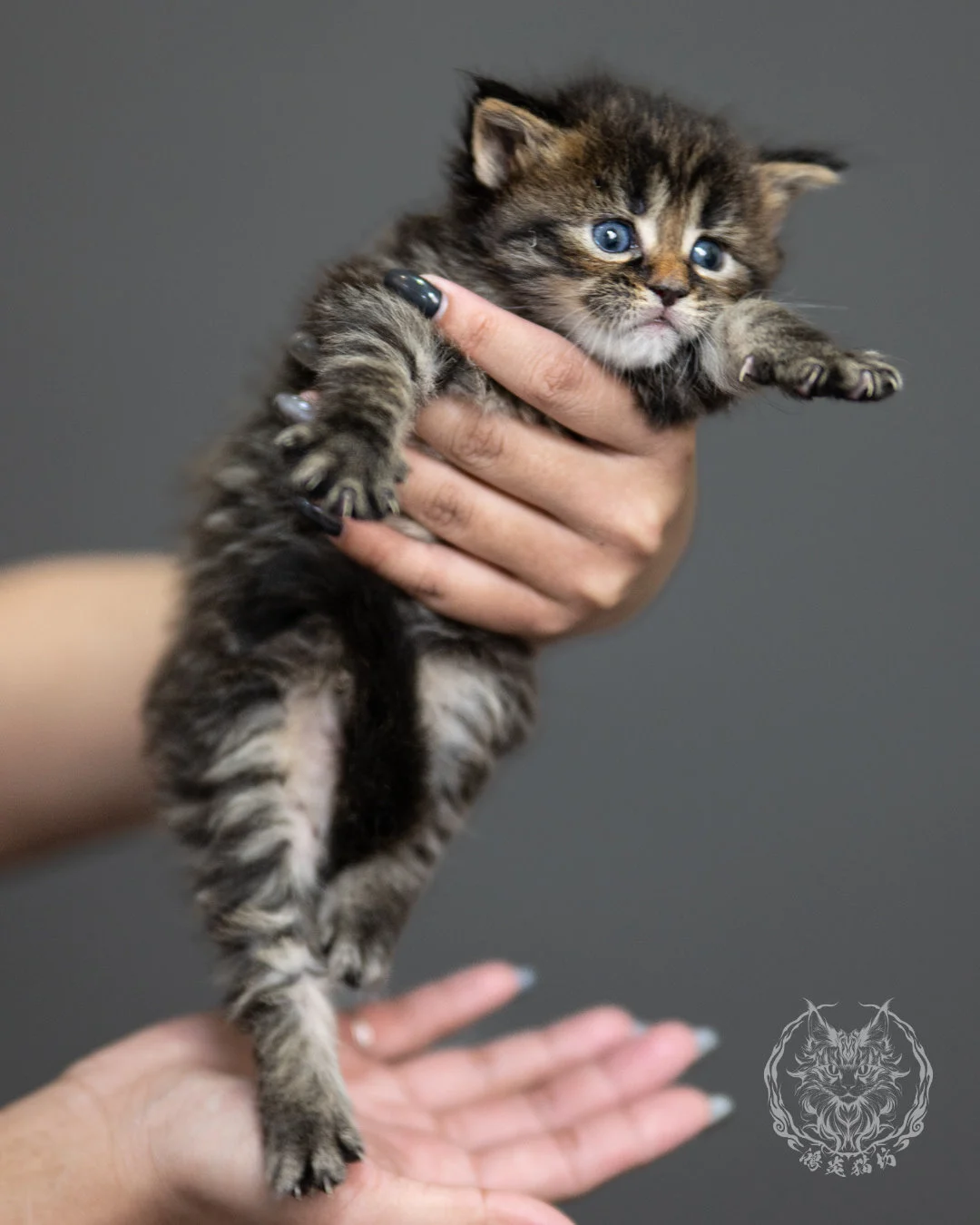 棕虎斑緬因貓 Brown Tabby Maine Coon 4weeks Side 5