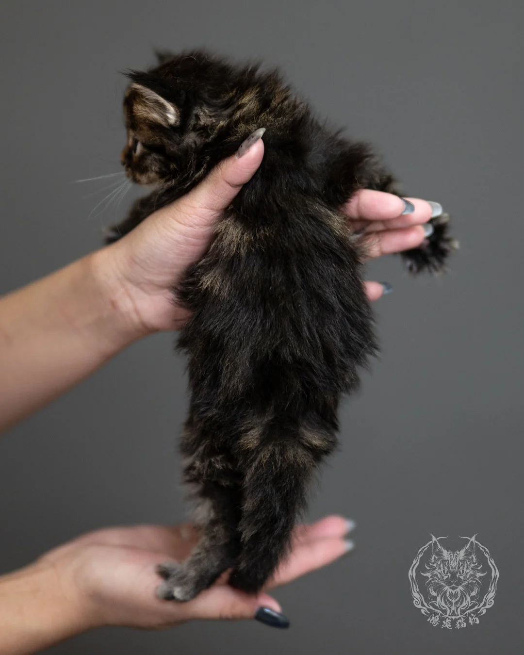 棕虎斑緬因貓 Brown Tabby Maine Coon 4weeks Side 12