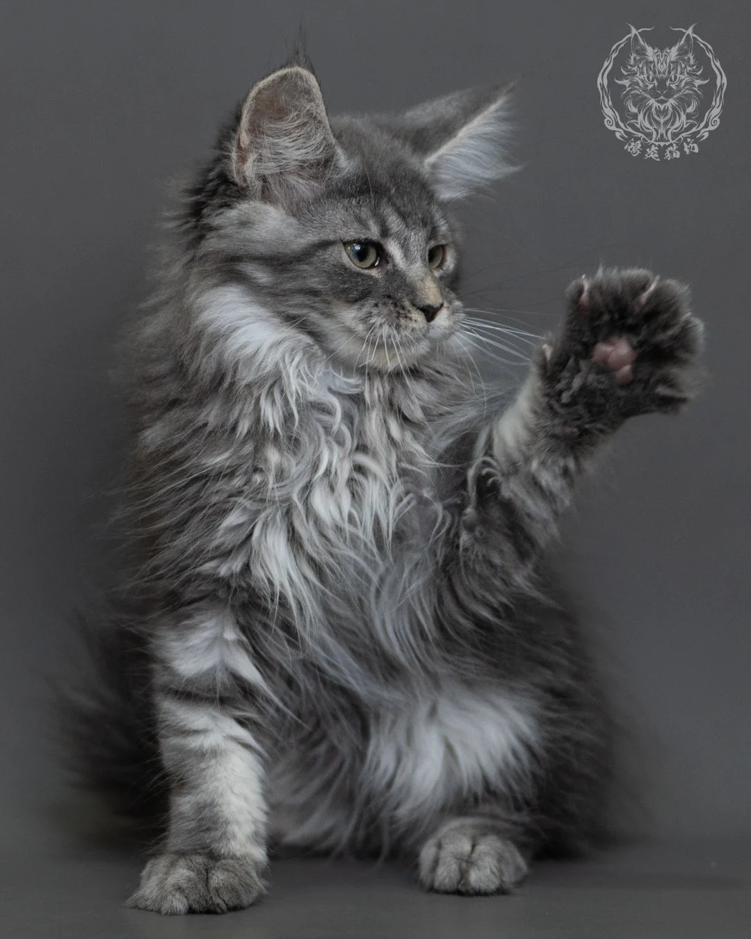 藍銀虎斑緬因貓 Blue Silver Tabby Maine Coon 3months Cattery Taichung 12